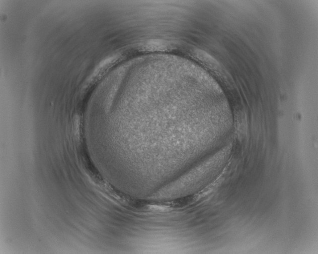 X0000078270167200611251402