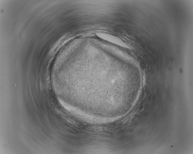 X0000078270339200611251359