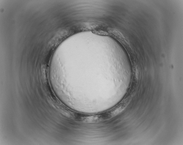 X0000078270366200611251359