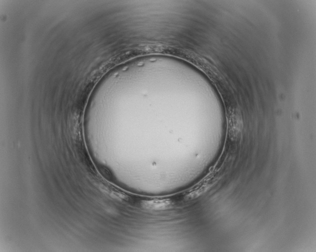 X0000078270511200611251356