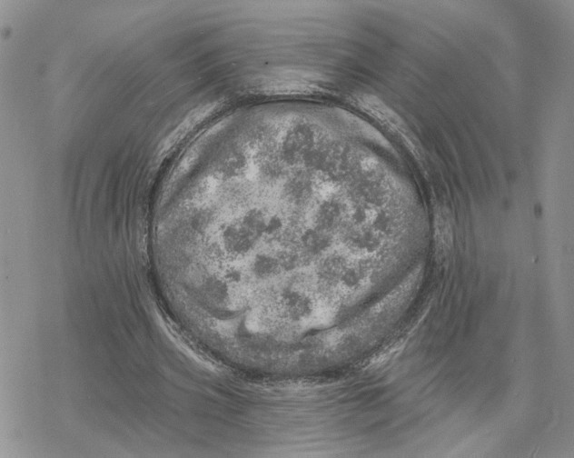 X0000078270533200611251356