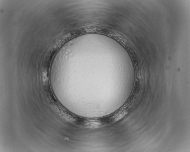 X0000078270610200611251355