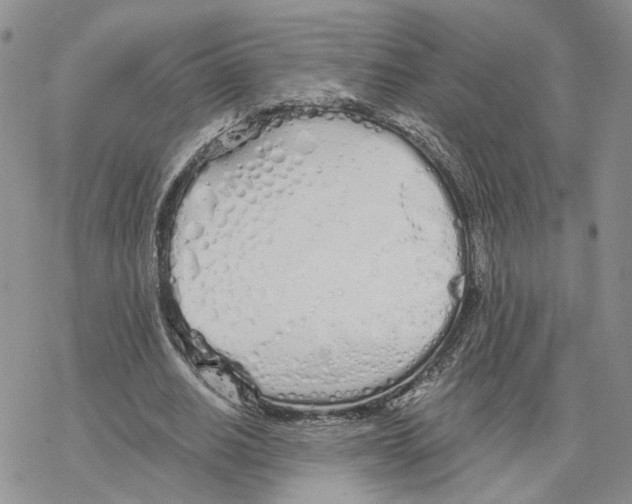 X0000078270630200611251354