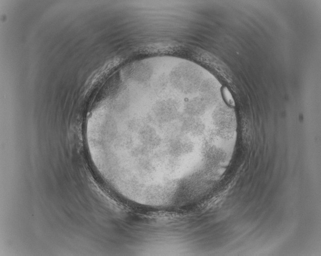 X0000078270633200611251354