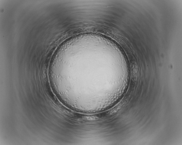 X0000078270654200611251354