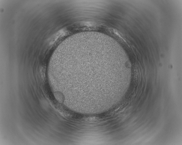 X0000078270695200611251354