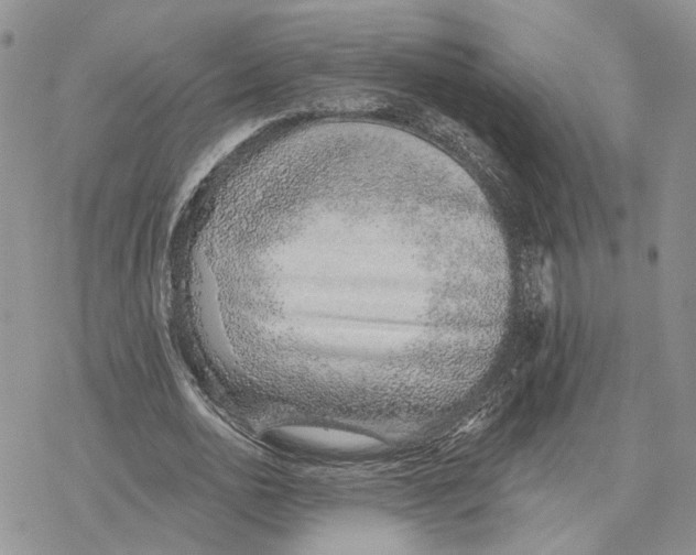 X0000078270726200611251352