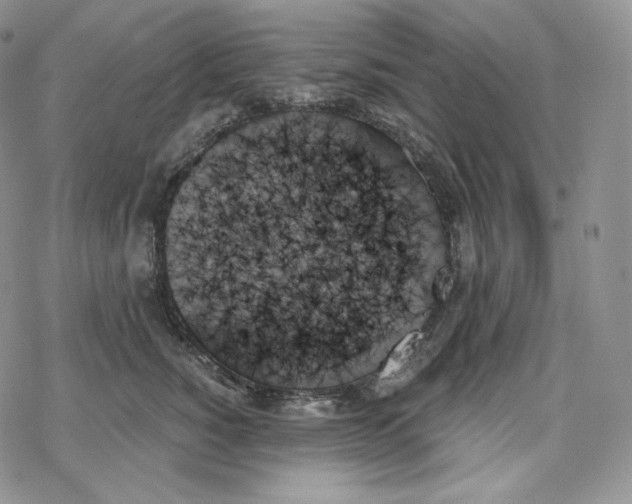 X0000078270760200611251353