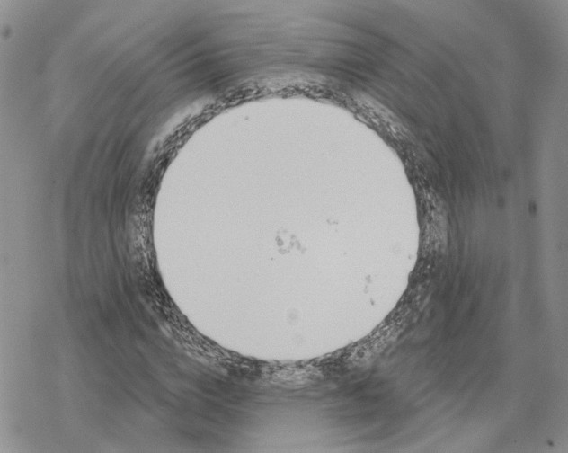 X0000078270824200611251351