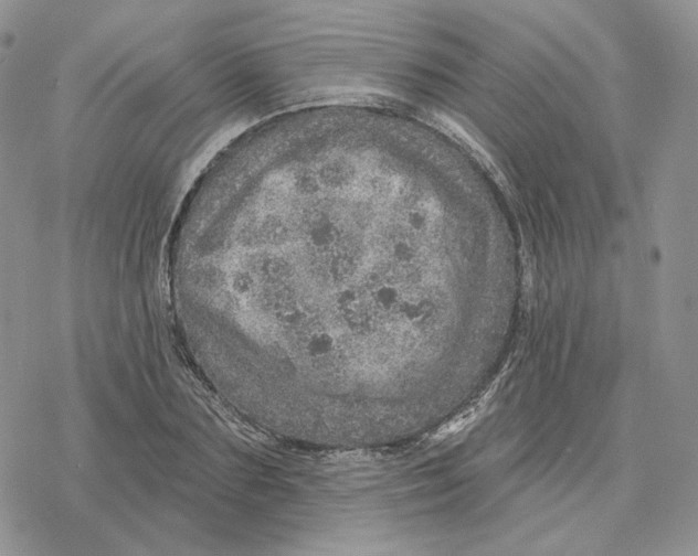 X0000078270883200611251351