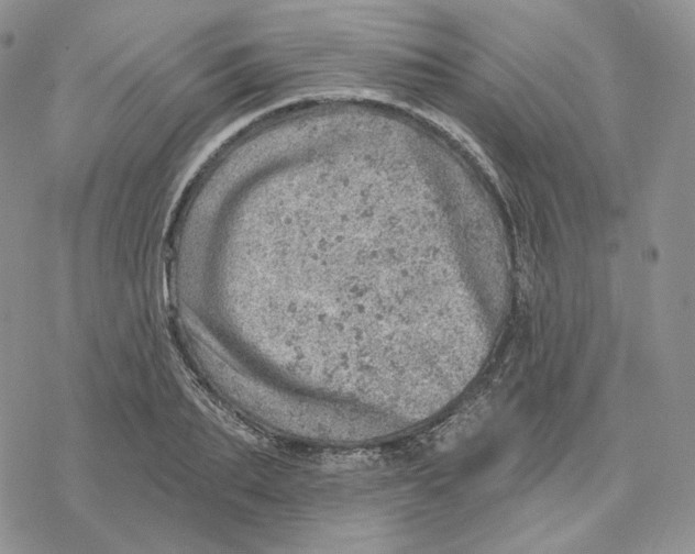 X0000078270887200611251350