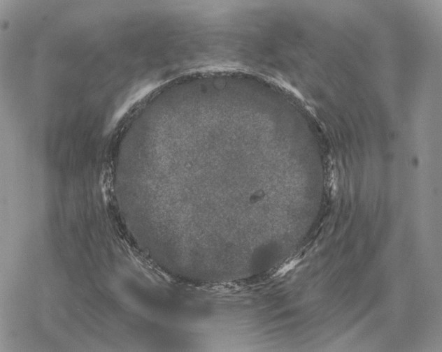 X0000078271255200611251345