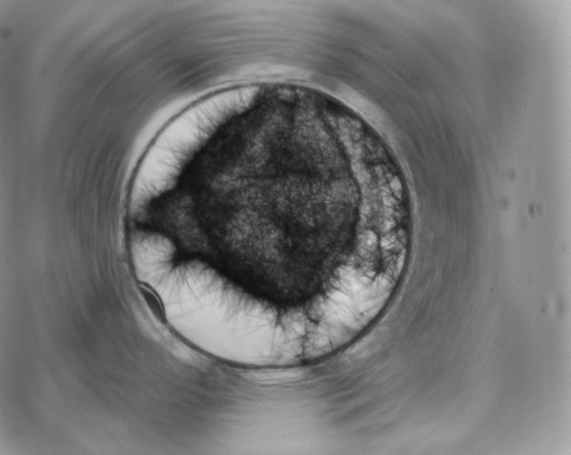 X0000078271296200611251344