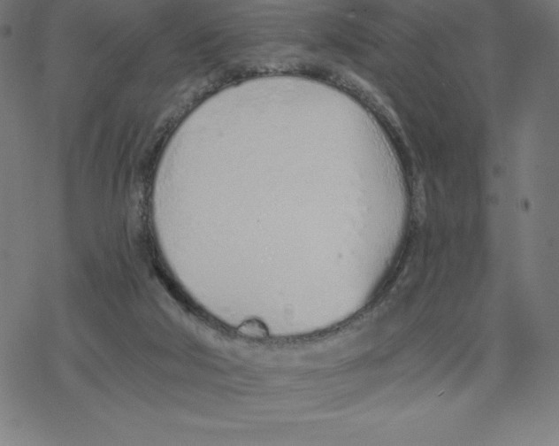 X0000078270018200612011731