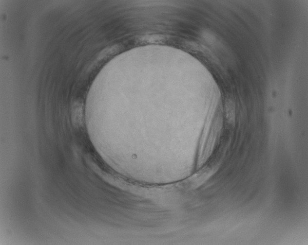 X0000078270036200612011730