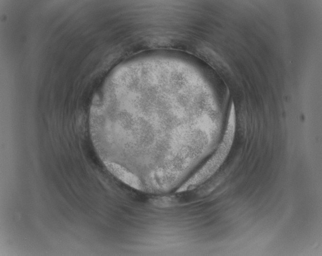 X0000078270079200612011730