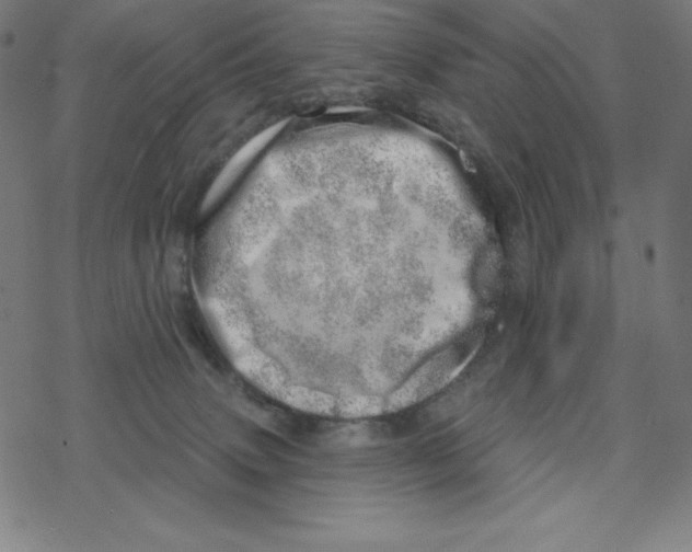 X0000078270083200612011730