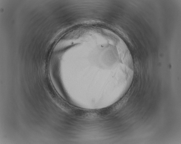 X0000078270159200612011728