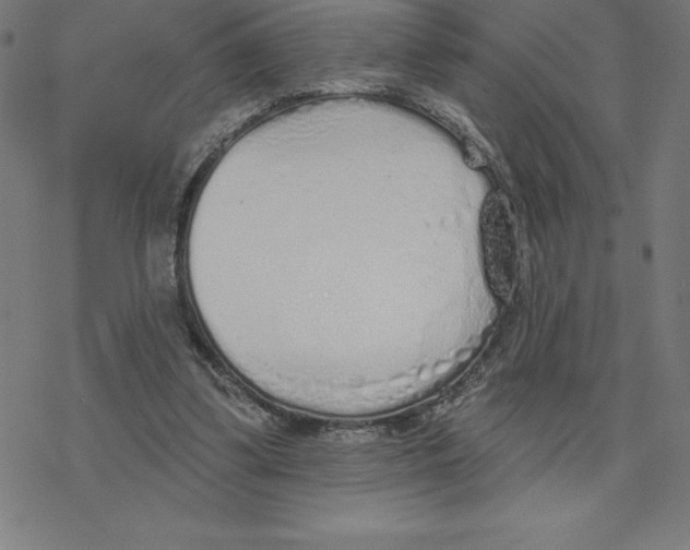 X0000078270299200612011726