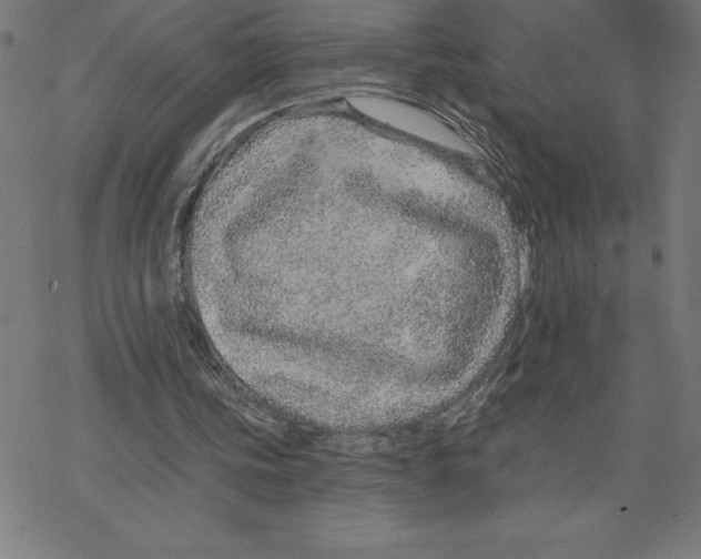 X0000078270339200612011725