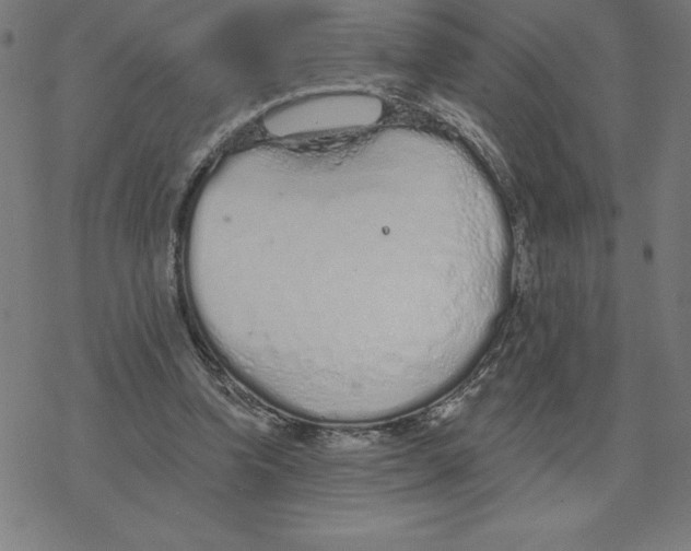 X0000078270346200612011725