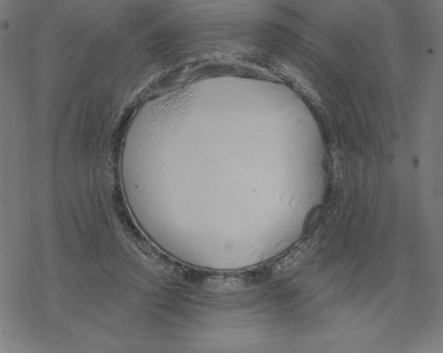 X0000078270354200612011725