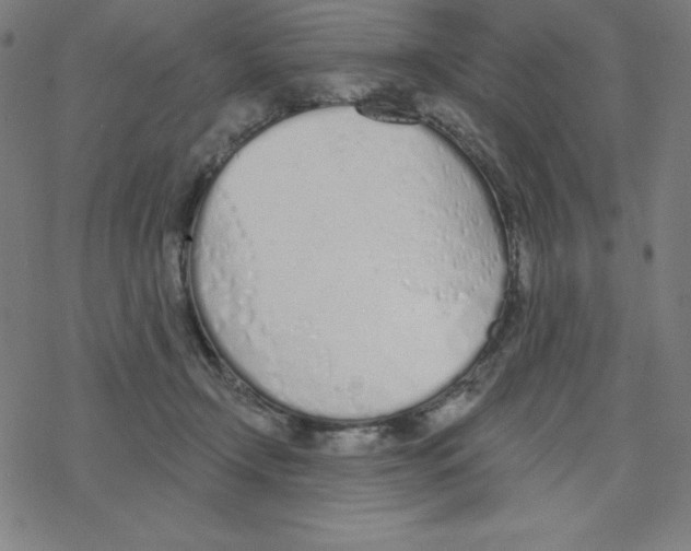 X0000078270366200612011725