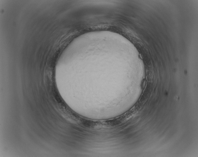 X0000078270550200612011722