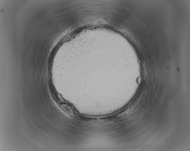 X0000078270630200612011720