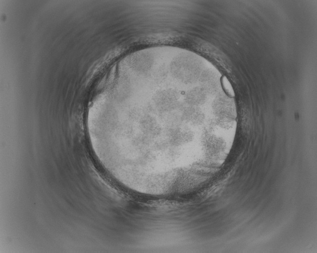 X0000078270633200612011720