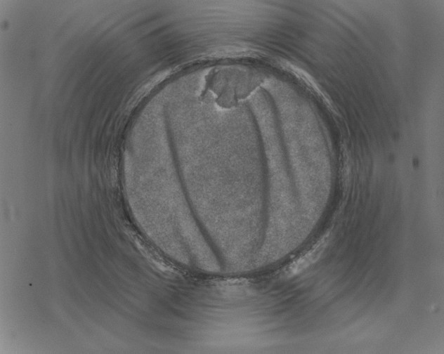 X0000078270833200612011717