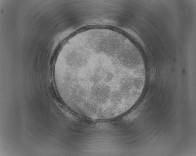 X0000078270974200612011715