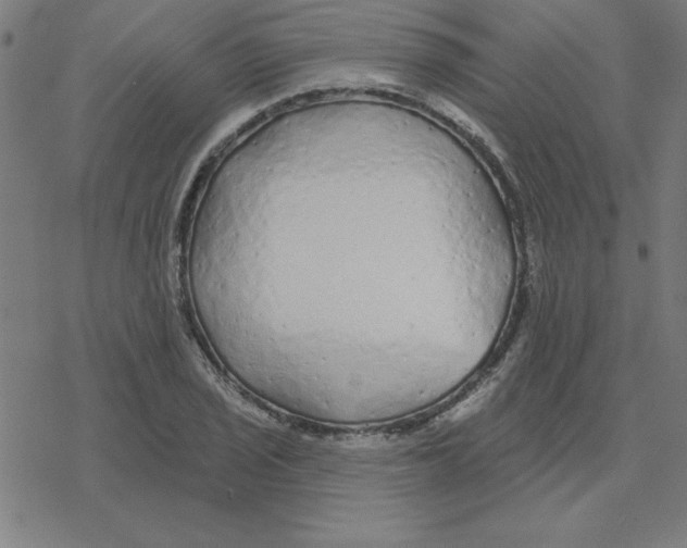 X0000078271029200612011714