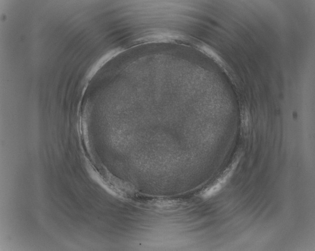 X0000078271034200612011714