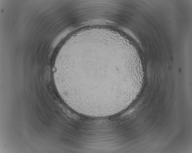 X0000078271067200612011713