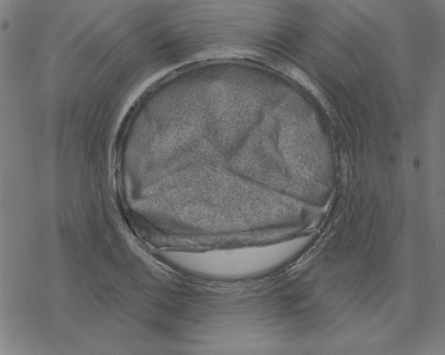 X0000078271124200612011712