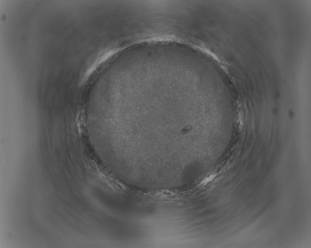 X0000078271255200612011710