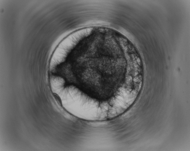 X0000078271296200612011710