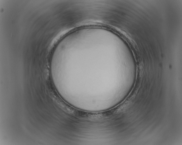 X0000078271363200612011709