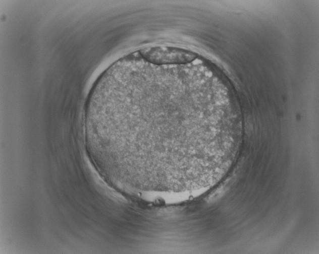 X0000078271522200612011706