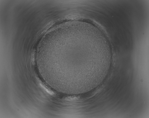 X0000078280065200611031219