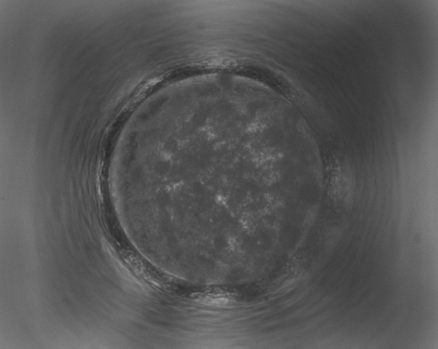 X0000078280643200611031209