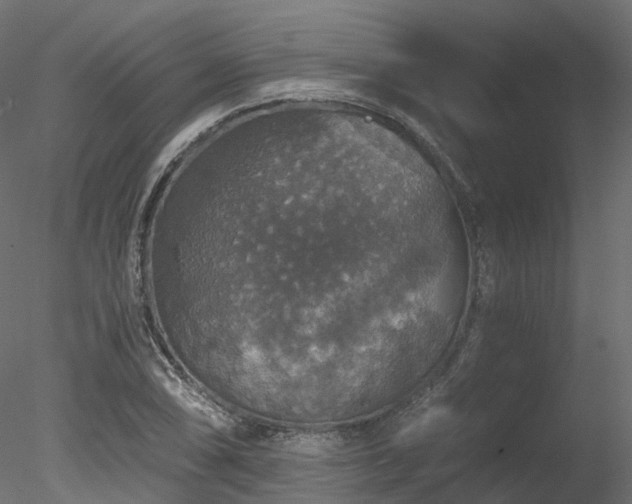 X0000078281074200611031202