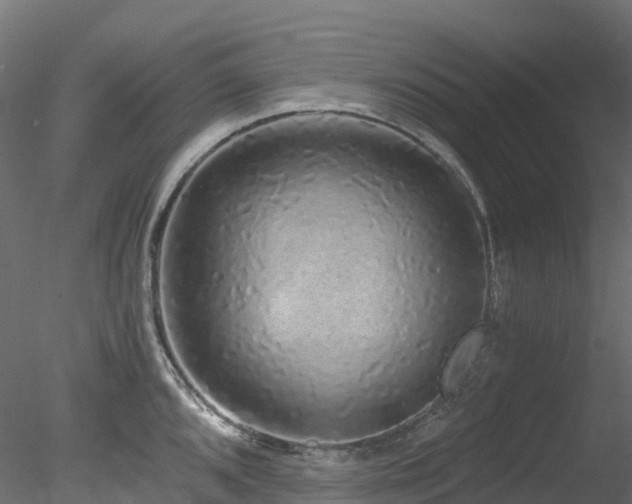 X0000078281096200611031202