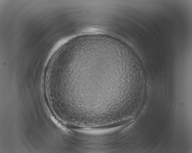 X0000078281421200611031156