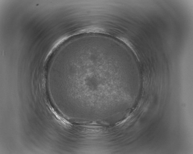 X0000078281115200611101126