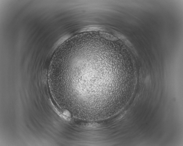 X0000078281233200611101125