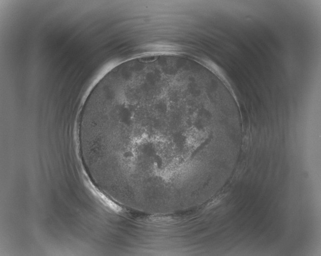 X0000078281243200611101125