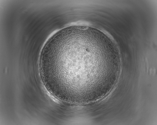 X0000078281248200611101125