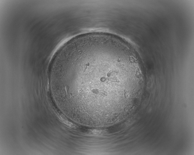 X0000078281271200611101124